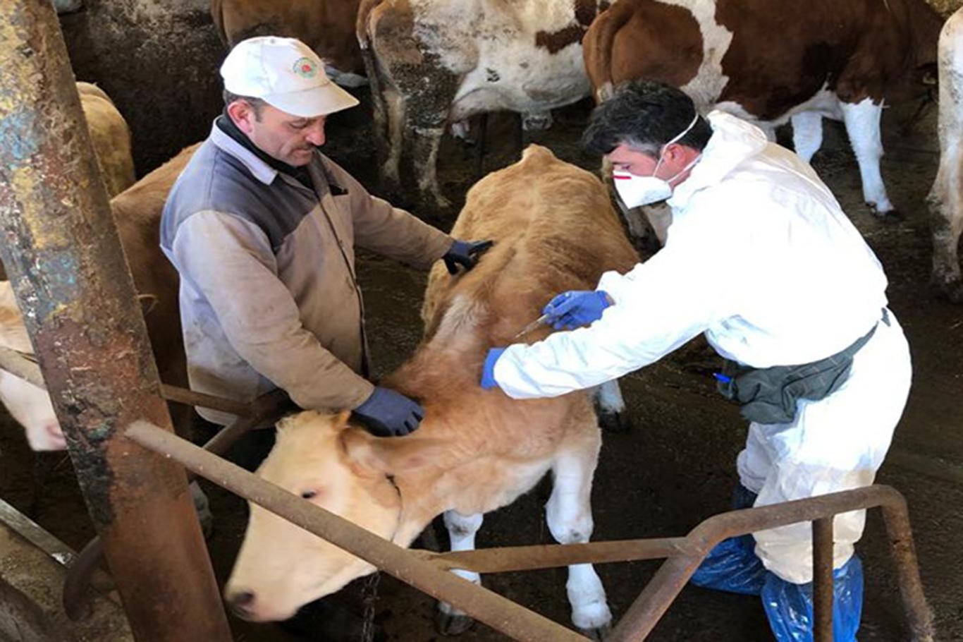Buzağı destekleme başvuruları için önemli uyarı Buzağı destekleme başvuruları için önemli uyarı